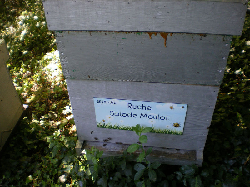 La ruche